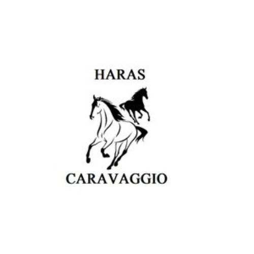 HARAS CARAVAGGIO商标图样